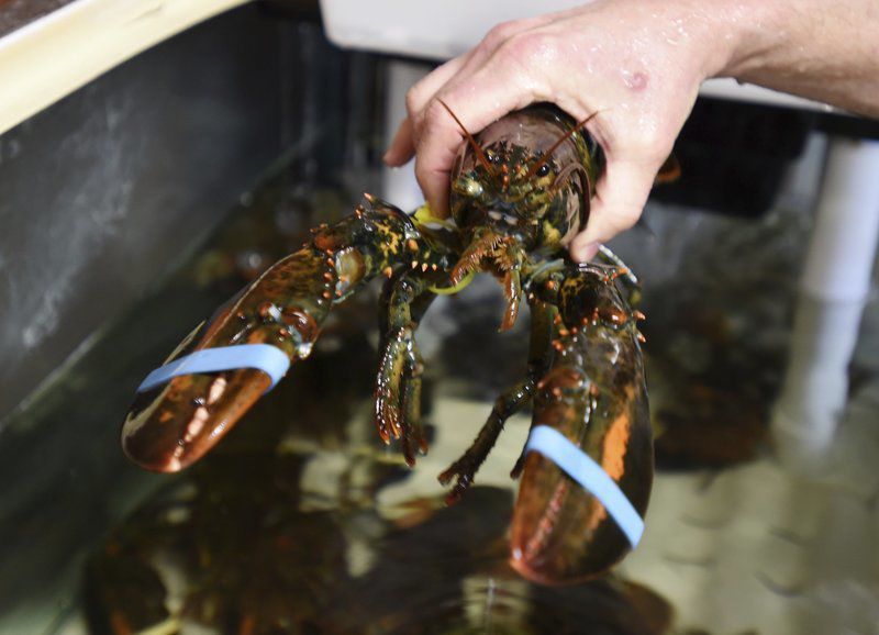 COVID-19 hits lobster industry hard